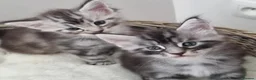 Maine Coon cats for adoption: beautiful, playful Maine coon kittens - Advert 4