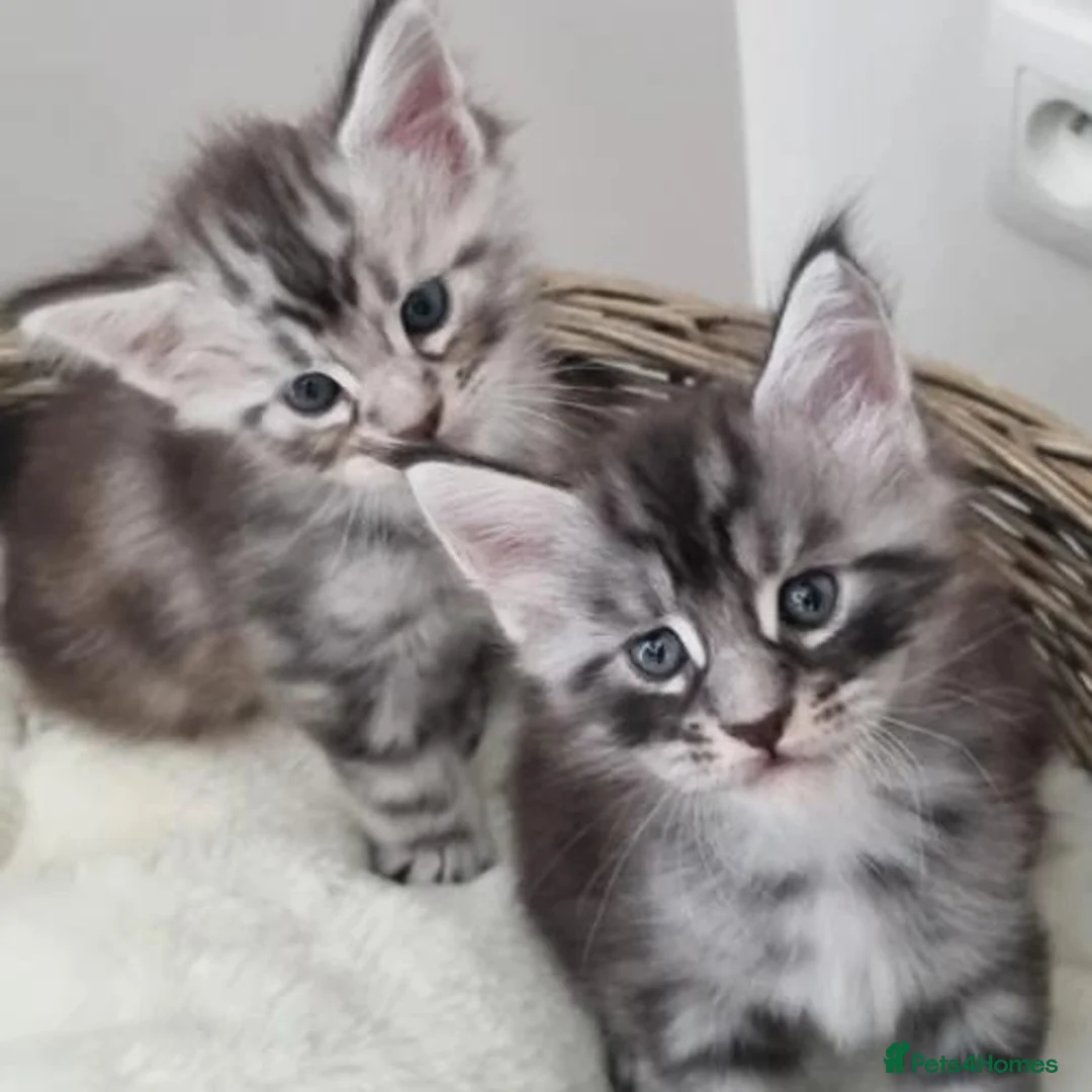 Maine Coon cats for adoption: beautiful, playful Maine coon kittens - Advert 4
