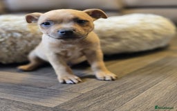 Staffordshire Bull Terrier dogs for sale: !READY NOW! KC Reg Quality Red Staffy Puppies  - Image 6