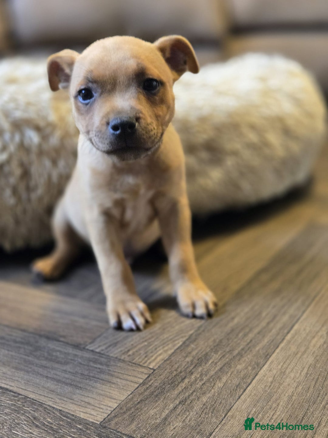 Staffordshire Bull Terrier dogs for sale: !READY NOW! KC Reg Quality Red Staffy Puppies  - Image 6