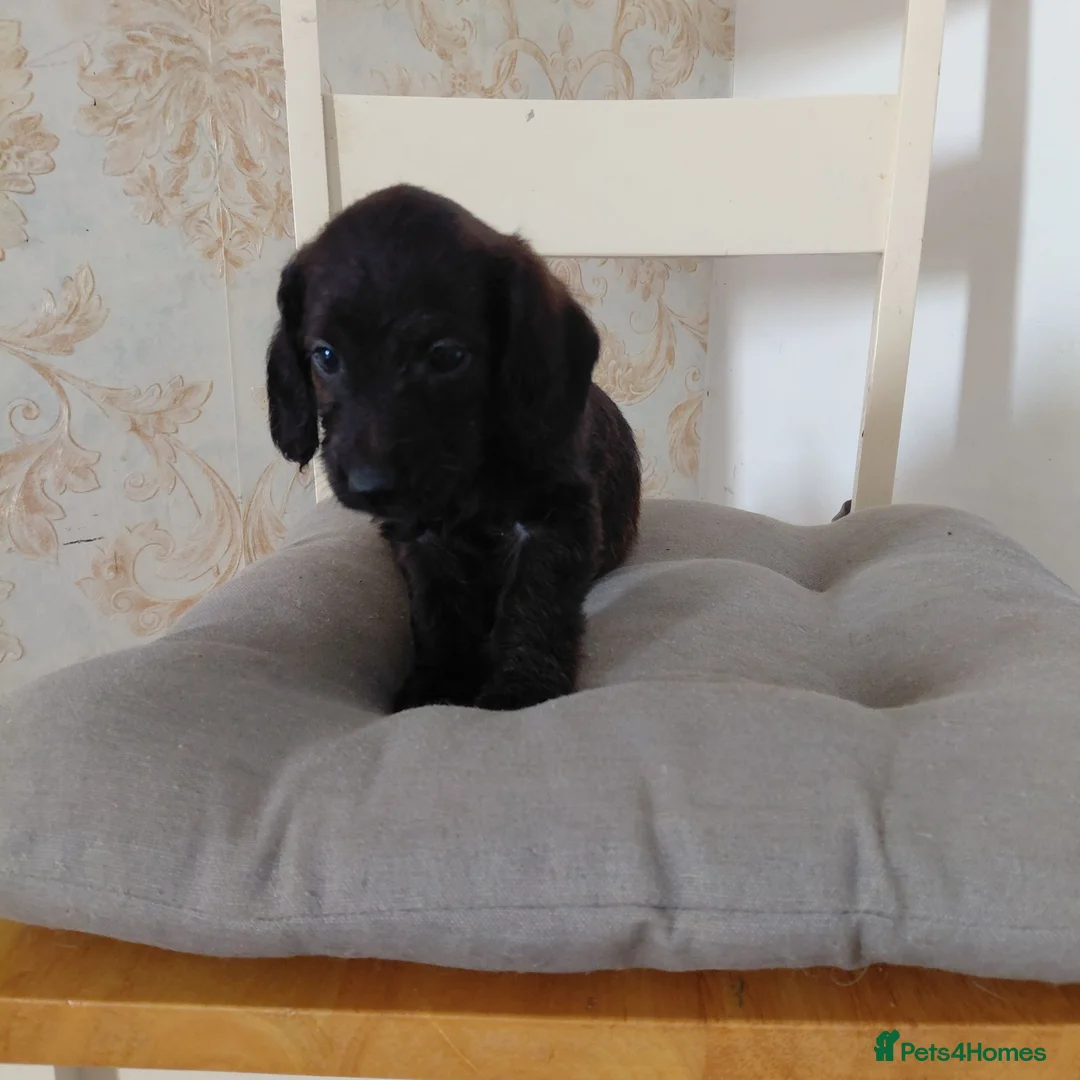 Doxiepoo dogs for sale: Daxiepoo puppies  - Advert 2