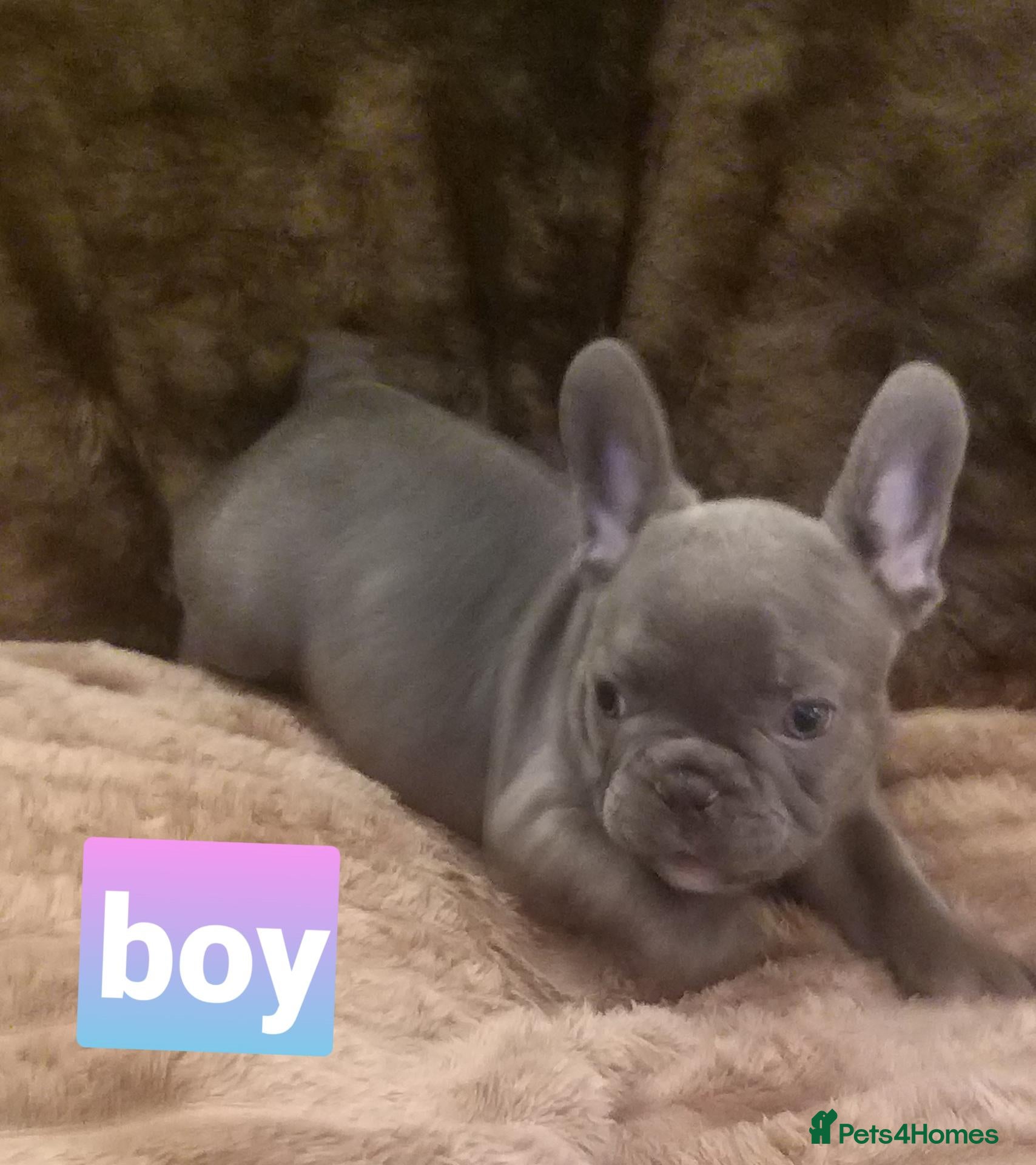 French Bulldog dogs Lilac/pink french bulldog puppies  - Advert 2