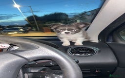 Chihuahua dogs for sale: BLUE AND WHITE LONG HAIRED CHIHUAHUA  - Image 1