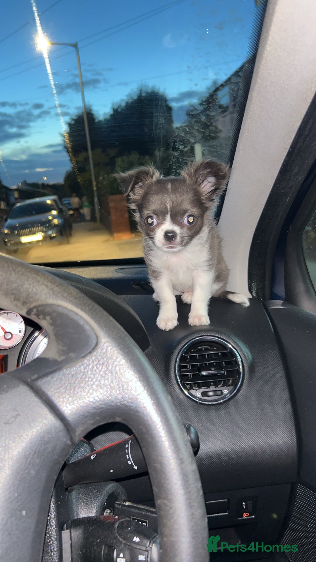 Chihuahua dogs for sale: BLUE AND WHITE LONG HAIRED CHIHUAHUA  - Image 1