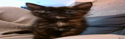 Mixed Breed cats for sale: Half bengal kitten 3 left 2 male one female  - Advert 3