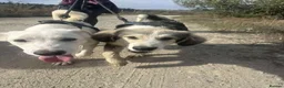 Mixed Breed dogs for adoption: Meet Bolt, currently residing in Cheshire  in Nantwich - Advert 3