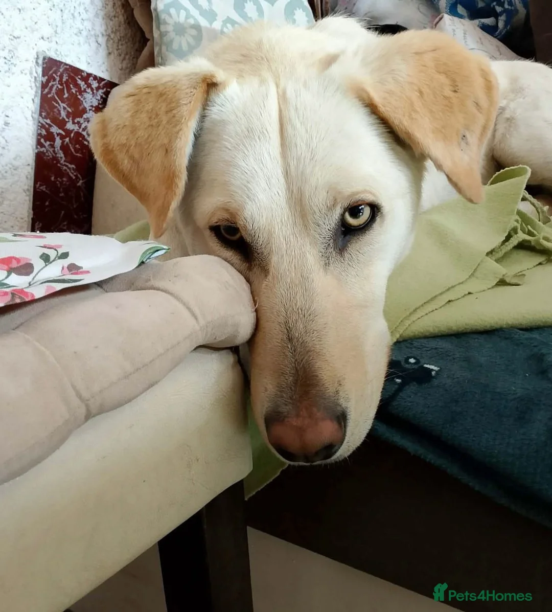 Mixed Breed dogs for sale: Looking for his new home and loving people - Advert 17