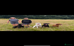 Labrador Retriever dogs for sale: Beautiful chunky litter of black pups  - Advert 2