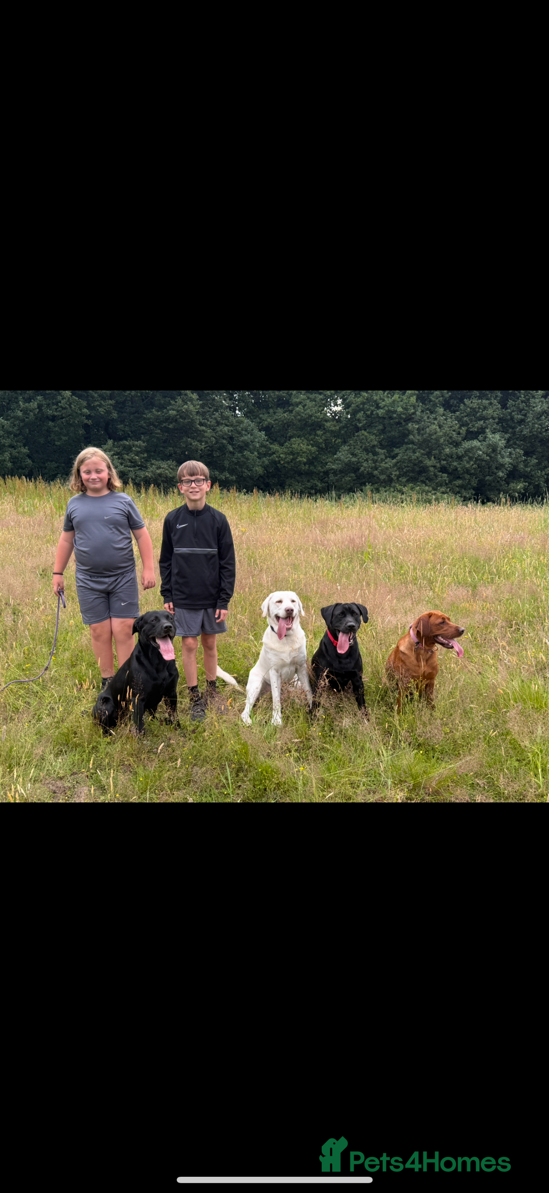 Labrador Retriever dogs for sale: Beautiful chunky litter of black pups  - Advert 2