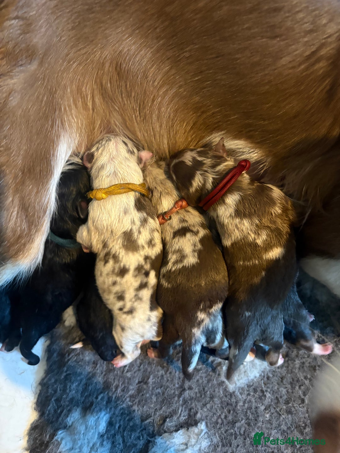 Border Collie dogs for sale: Border collie puppies for active homes  - Advert 2