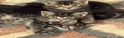 Mixed Breed cats for sale: Tabby kittens  in Abingdon - Advert 5