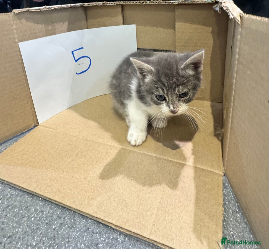 Mixed Breed cats for sale: British shorthair mix kittens  - Advert 16