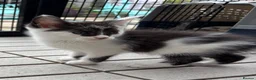 Maine Coon cats for sale: Maine coon cross kittens  - Advert 9