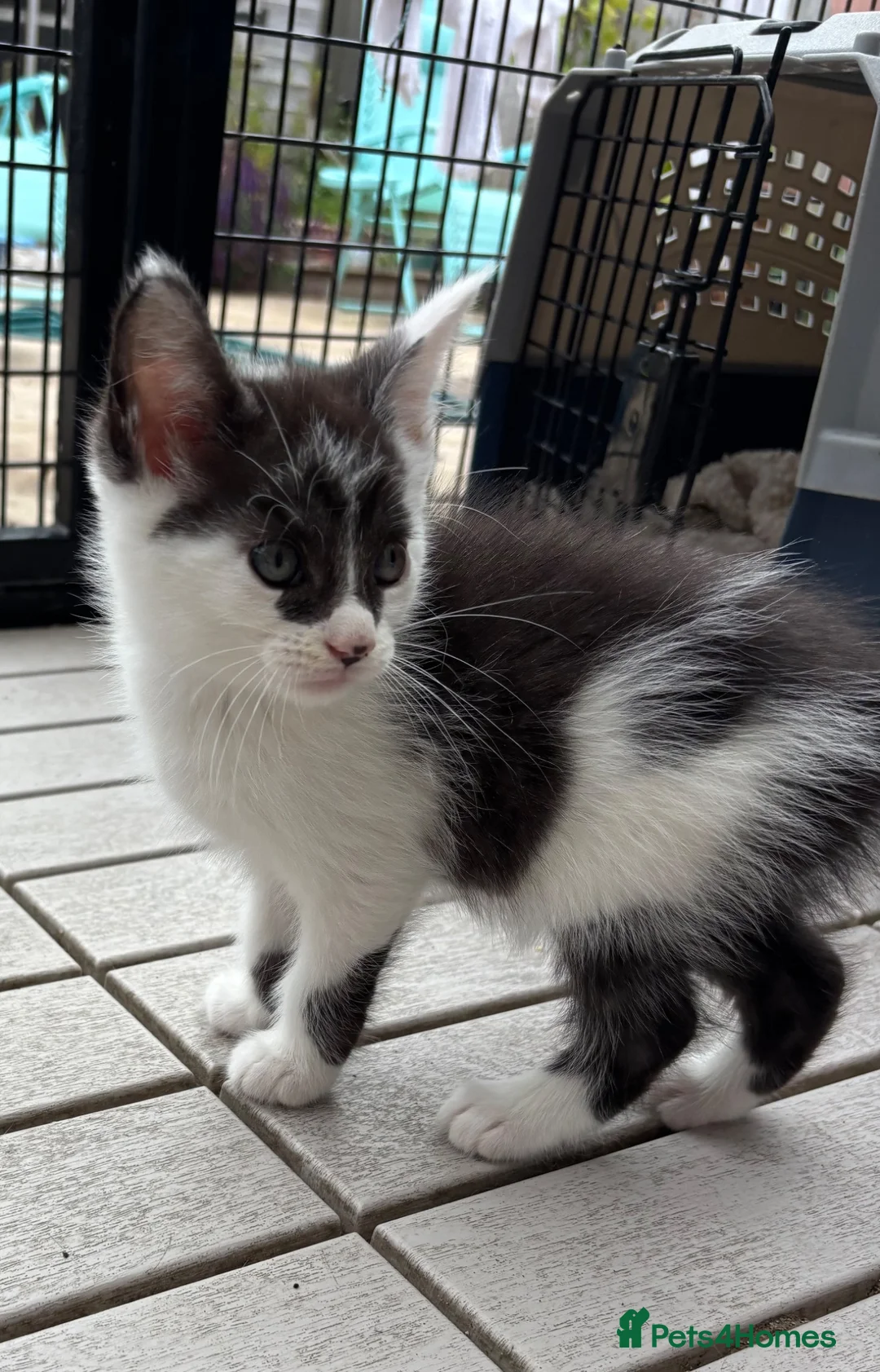 Maine Coon cats for sale: Maine coon cross kittens  - Advert 9