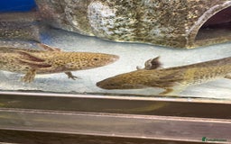 Axolotl reptiles for sale: Adorable Axolotls  - Image 2