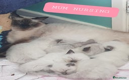 Ragdoll cats for sale: 5 fully seal point ragdoll kittens  - Image 20