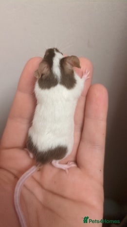 Mouse rodents - Advert 13