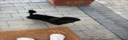 Mixed Breed dogs for sale: Beautiful toy x miniature poodle for sale 💙🩷💙 - Advert 3