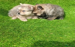 Pomeranian dogs for sale: Stunning Pomeranian Pups - Image 8