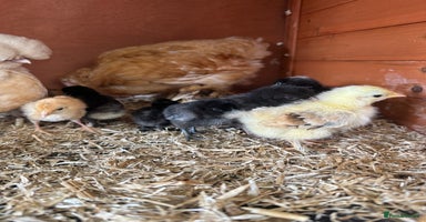 Chickens poultry - Advert 6