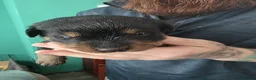 Rottweiler dogs for sale: Rottweiler puppies  in Saint Helens - Advert 7