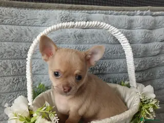 Chihuahua dogs ❤️STUNNING SMOOTH COAT CHIHUAHUAS❤️ - Advert 17