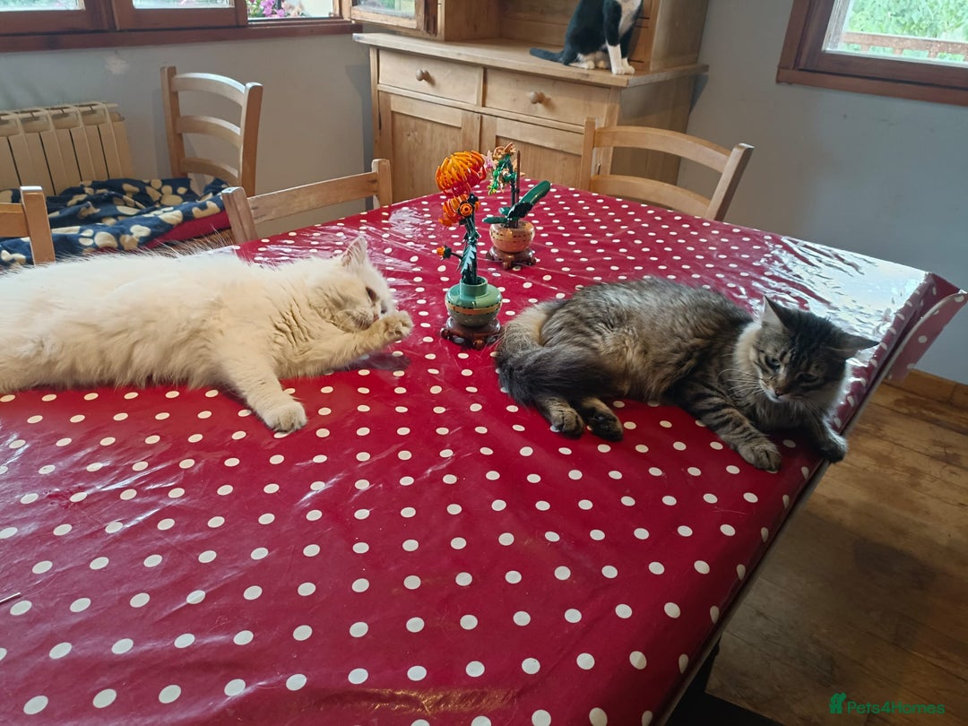 Persian cats for adoption: Agi, Persian and Carla, Persian cross, both aged 6 - Image 17