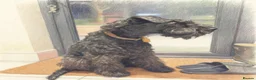 Kerry Blue Terrier dogs for sale: Our stunning girl  - Advert 2