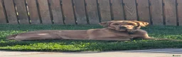 Labrador Retriever dogs for sale: Labrador pups for sale  - Advert 21