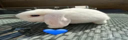 Mini Lop rabbits for sale: 10 week old Mini lops - Advert 4