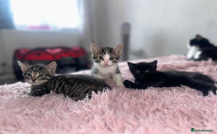 Domestic Shorthair cats - Advert 3