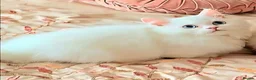 Persian cats for sale: Quality Minuet Persians - Advert 5