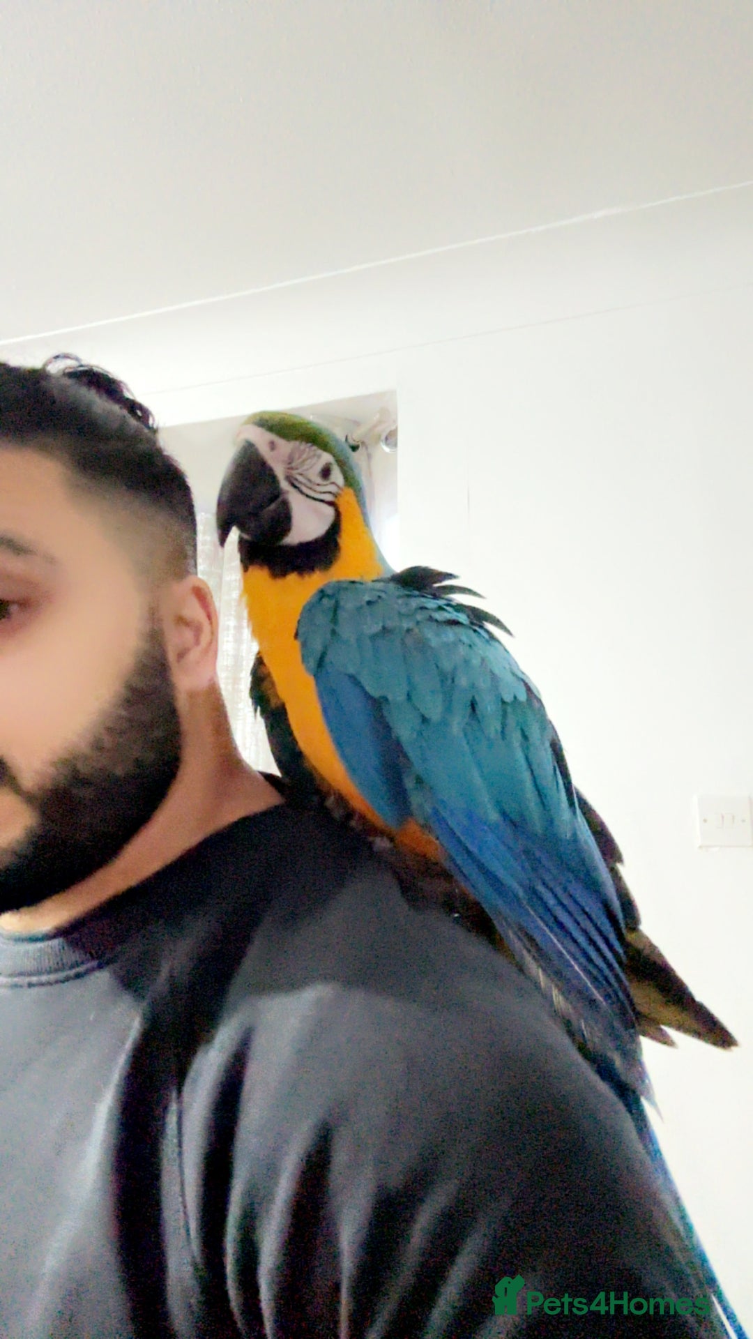 Macaws birds for sale: Hand reared tame Baby blue and gold macaw - Advert 5