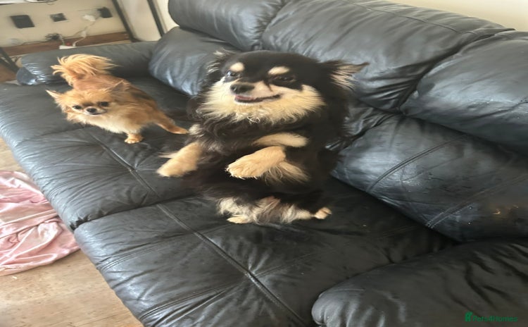 Chihuahua dogs - Advert 1