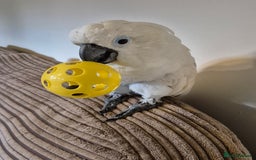 Cockatoo birds for sale: 14 year old beautiful female umbrella cockatoo - Image 3