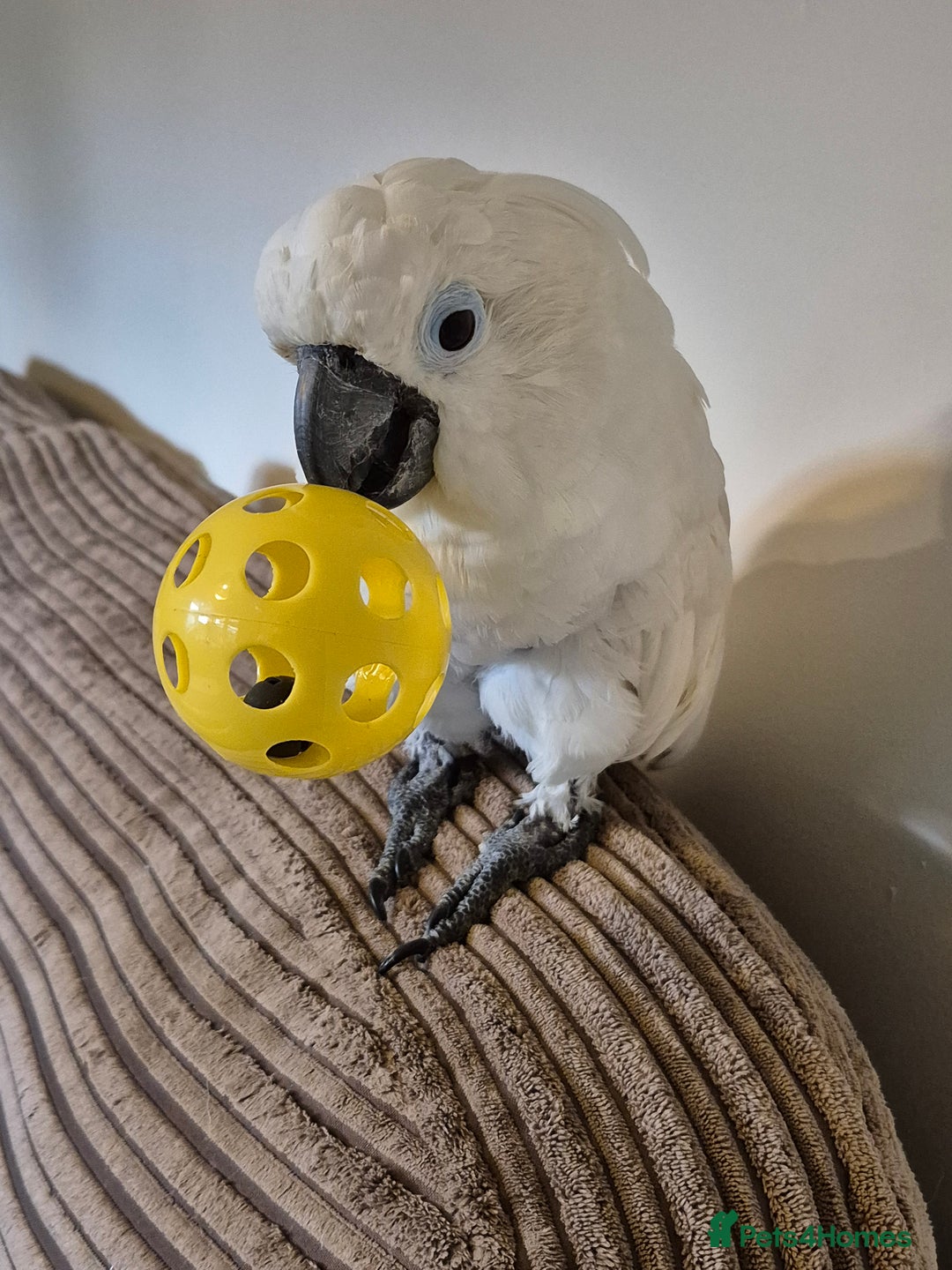 Cockatoo birds for sale: 14 year old beautiful female umbrella cockatoo - Image 3