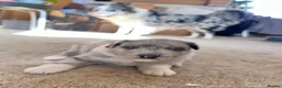 Border Collie dogs for sale: Border collie slate merle and blue or lilac pups in Grantham - Advert 12