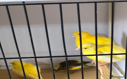 Canaries birds for sale: Fife canaries for sale 2025 bred - Image 3
