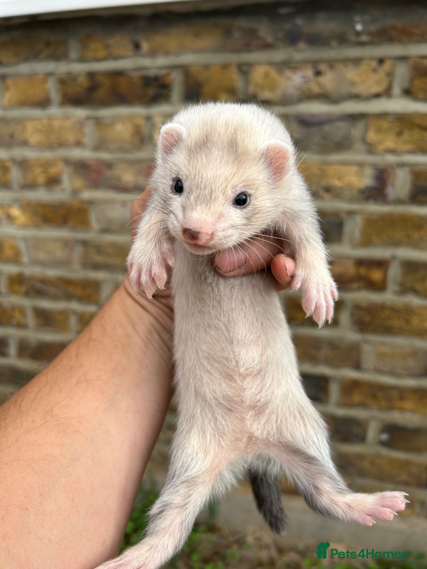 Ferret rodents Ferret kits  - Advert 1