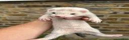 Ferret rodents for sale: Ferret kits  - Advert 1