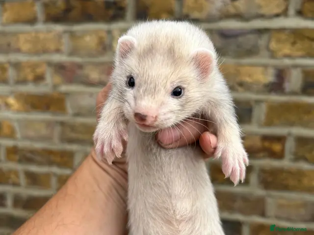 Ferret rodents Ferret kits - Advert 1