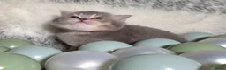British Shorthair cats for sale: Golden Registered British shorthair kittens  - Advert 17