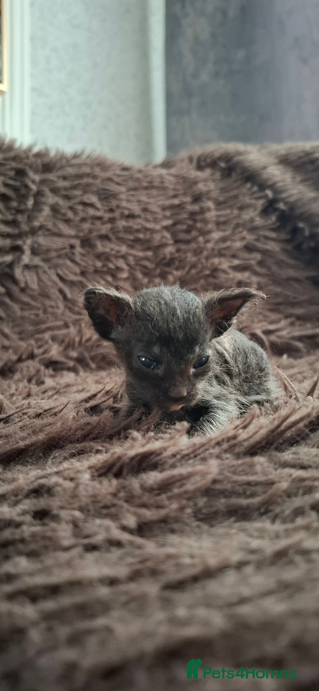 Sphynx cats for sale: Sphynx mix kittens  - Image 7