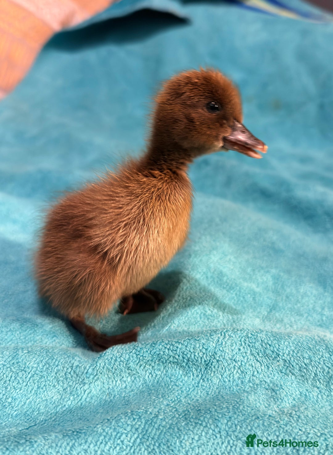 Ducks poultry for sale: Day old ducklings  - Advert 1