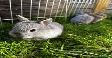Netherland Dwarf rabbits - Advert 4