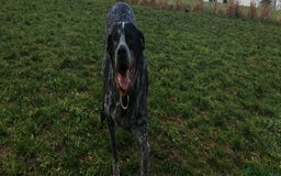 Mixed Breed dogs for adoption: 💙KOBE-A LOVING GERMAN POINTER LOOKING FOR HOME💙 - Advert 6