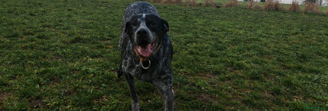 Mixed Breed dogs for adoption: 💙KOBE-A LOVING GERMAN POINTER LOOKING FOR HOME💙 - Advert 6