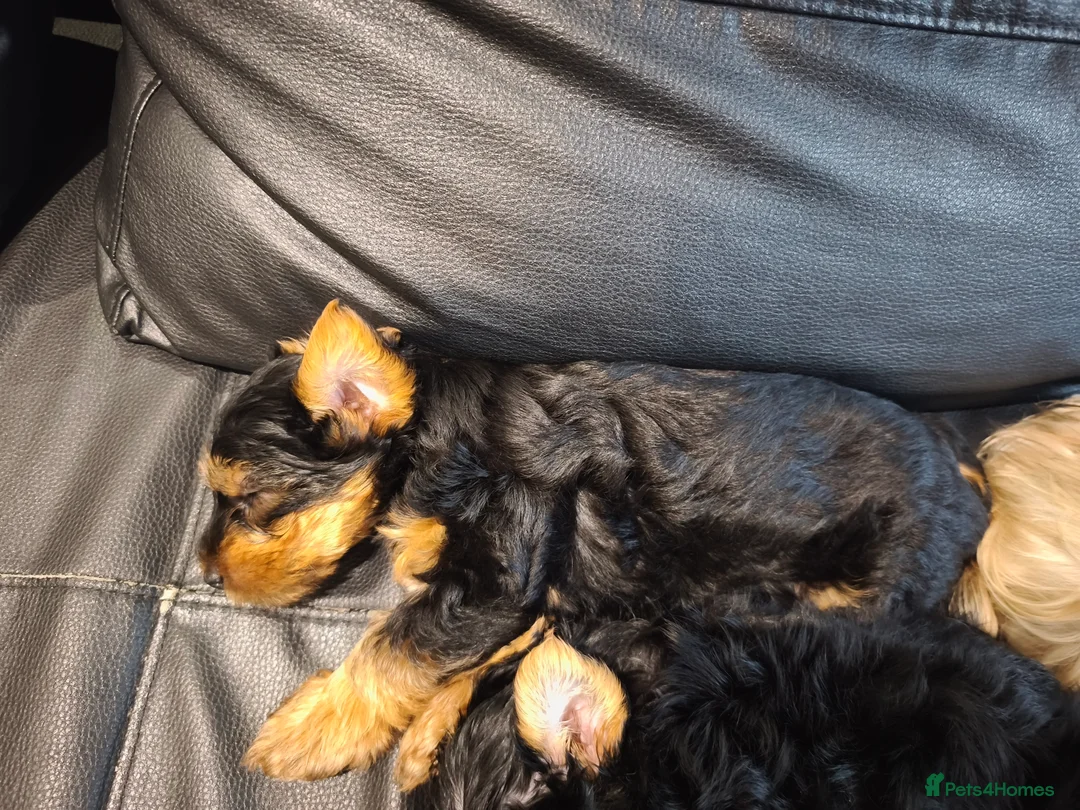 Yorkshire Terrier dogs for sale: Adorable Yorkshire Terrier Puppy. ONLY 1 GIRL LEFT - Advert 16