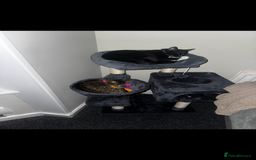 Mixed Breed cats for sale: Rehome for cats  - Image 1