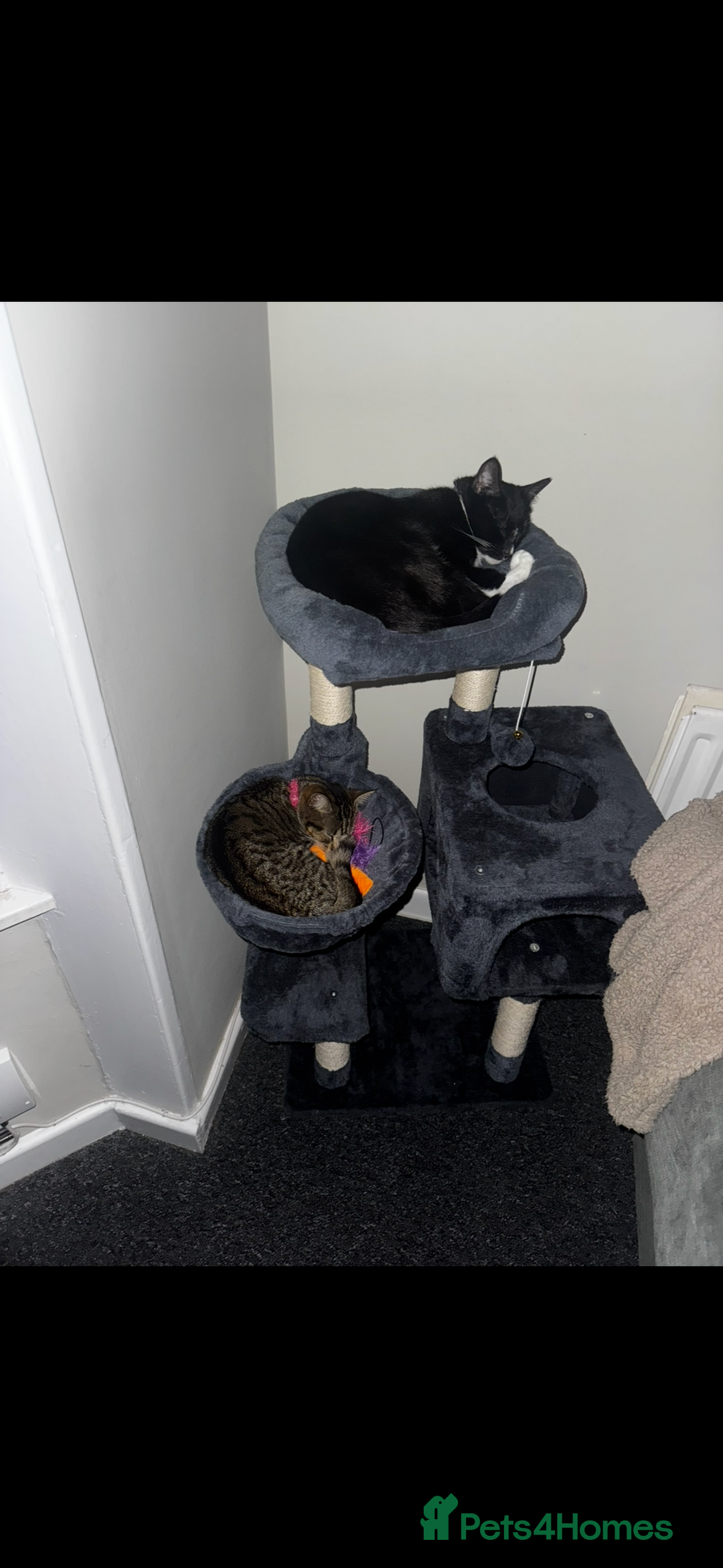 Mixed Breed cats for sale: Rehome for cats  - Image 1